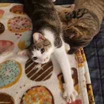 Thumbnail photo of Harper bonded Hayden #1