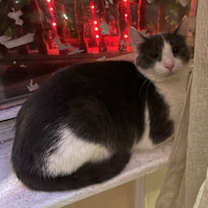 Thumbnail photo of Drizzle #2