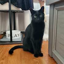 Thumbnail photo of Spicy #2