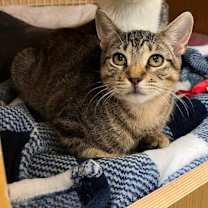 Thumbnail photo of Hayden bonded Harper #1