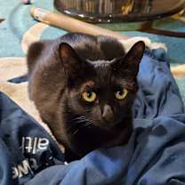 Thumbnail photo of Spicy #3