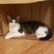 Thumbnail photo of Harper bonded Hayden #3