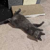 Thumbnail photo of Simon bonded to Pearl #4