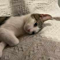 Thumbnail photo of Harper bonded Hayden #4