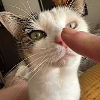 Thumbnail photo of Nessie #1