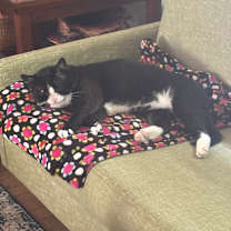 Thumbnail photo of Boomer #2