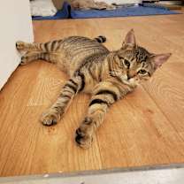 Thumbnail photo of Hayden bonded Harper #3