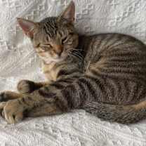 Thumbnail photo of Hayden bonded Harper #4