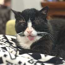 Thumbnail photo of Boomer #4