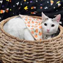 Thumbnail photo of Dotty #1