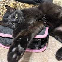 Thumbnail photo of Mio #2