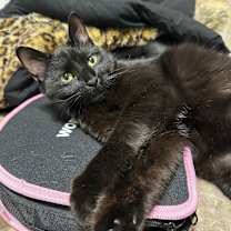 Thumbnail photo of Mio #3