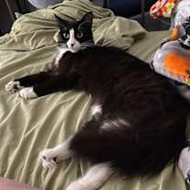 Thumbnail photo of Stella 2 #2