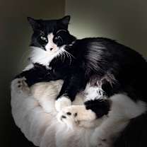 Thumbnail photo of Stella 2 #3