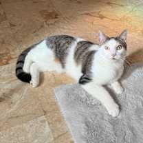 Thumbnail photo of Bennett #3