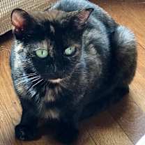 Thumbnail photo of Maris #4