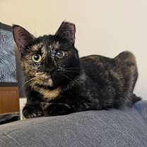 Thumbnail photo of Toucan #2