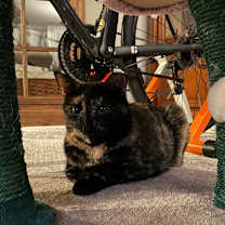 Thumbnail photo of Toucan #3