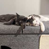 Thumbnail photo of Pearl bonded to Simon #4