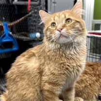 Thumbnail photo of Dundee #2