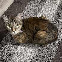 Thumbnail photo of Sadie #3