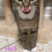 Thumbnail photo of Heidi #4