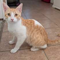 Thumbnail photo of Buckaroo #3