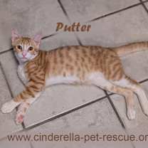 Thumbnail photo of Putter #1