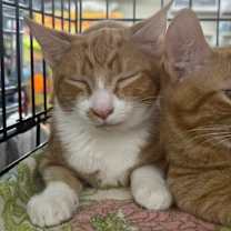 Thumbnail photo of Morris #2