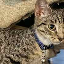 Thumbnail photo of Ross (blue) #1