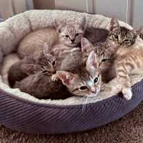 Thumbnail photo of Ross (blue) #2