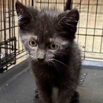 Thumbnail photo of Prince #3