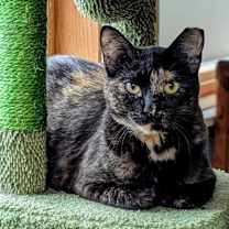 adopt-pet