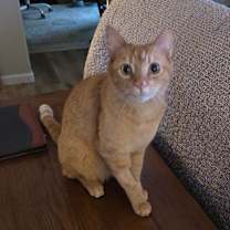 Thumbnail photo of Gamma #3