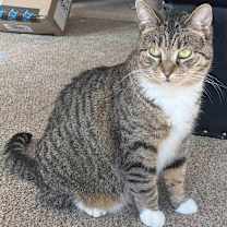 Thumbnail photo of Sky Captain #4