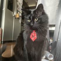 Thumbnail photo of Boba #3