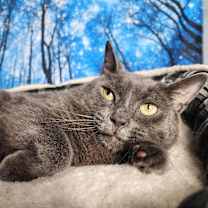 Thumbnail photo of Maine #3