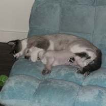 Thumbnail photo of Miso #3