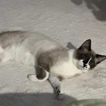 Thumbnail photo of Miso #4