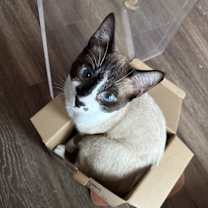 Thumbnail photo of Miso #2