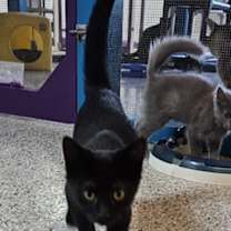 adopt-pet