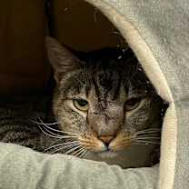 Thumbnail photo of Squidward #4