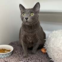 Thumbnail photo of Nala #4