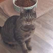 Thumbnail photo of Arwen #1