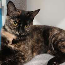 Thumbnail photo of Hula #1