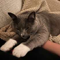 Thumbnail photo of Phoebe #2