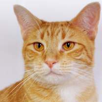 Thumbnail photo of Butterscotch #1