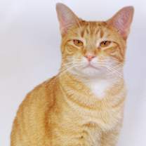 Thumbnail photo of Butterscotch #2