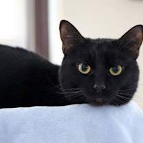 Thumbnail photo of Alfredo #4