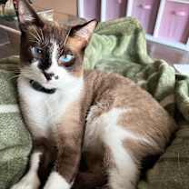 Thumbnail photo of Miso #1